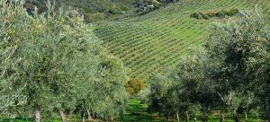 Aceite de oliva virgen extra ecológico 3 Hojas - Hacienda Bellavista