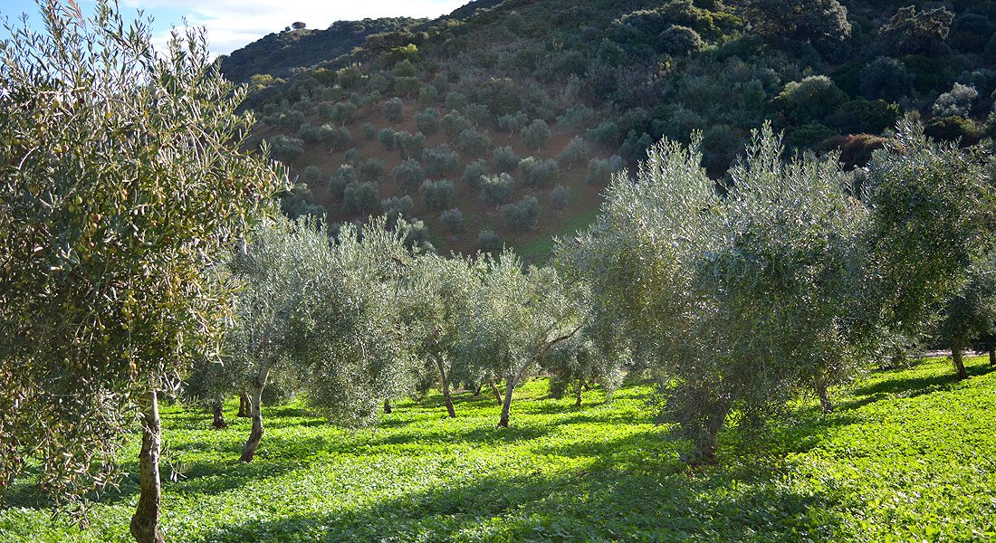 Aceite de oliva virgen extra 3 Hojas